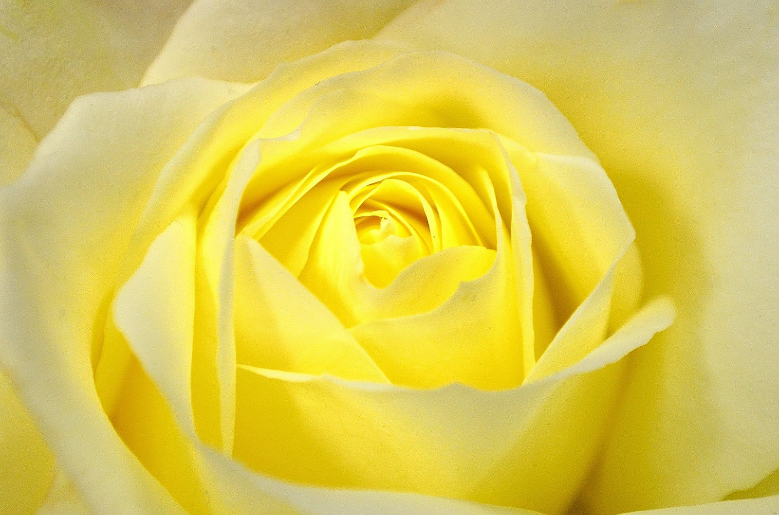 flowers-20348_1920.jpg