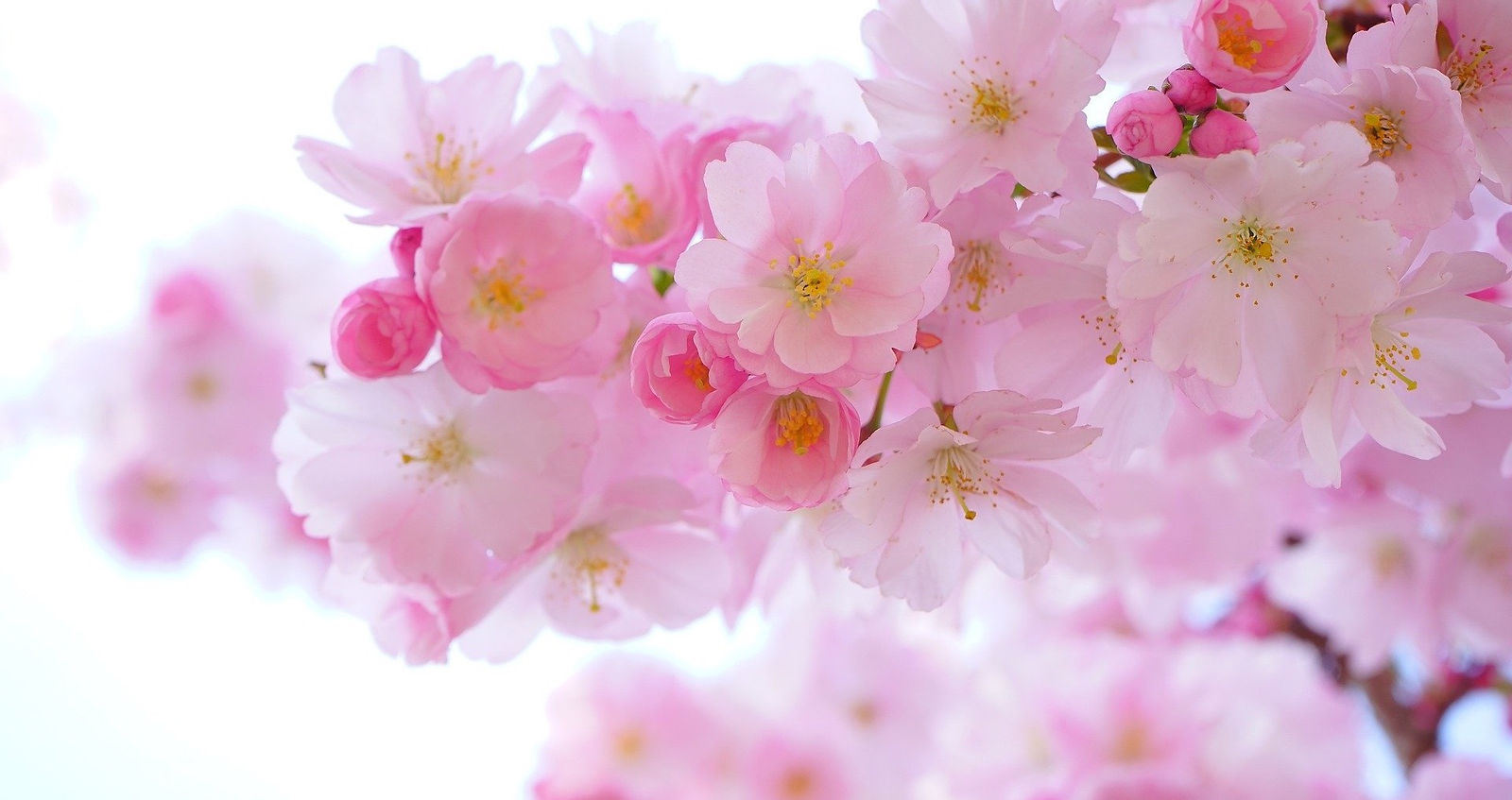 pink-324175_1920_edited.jpg