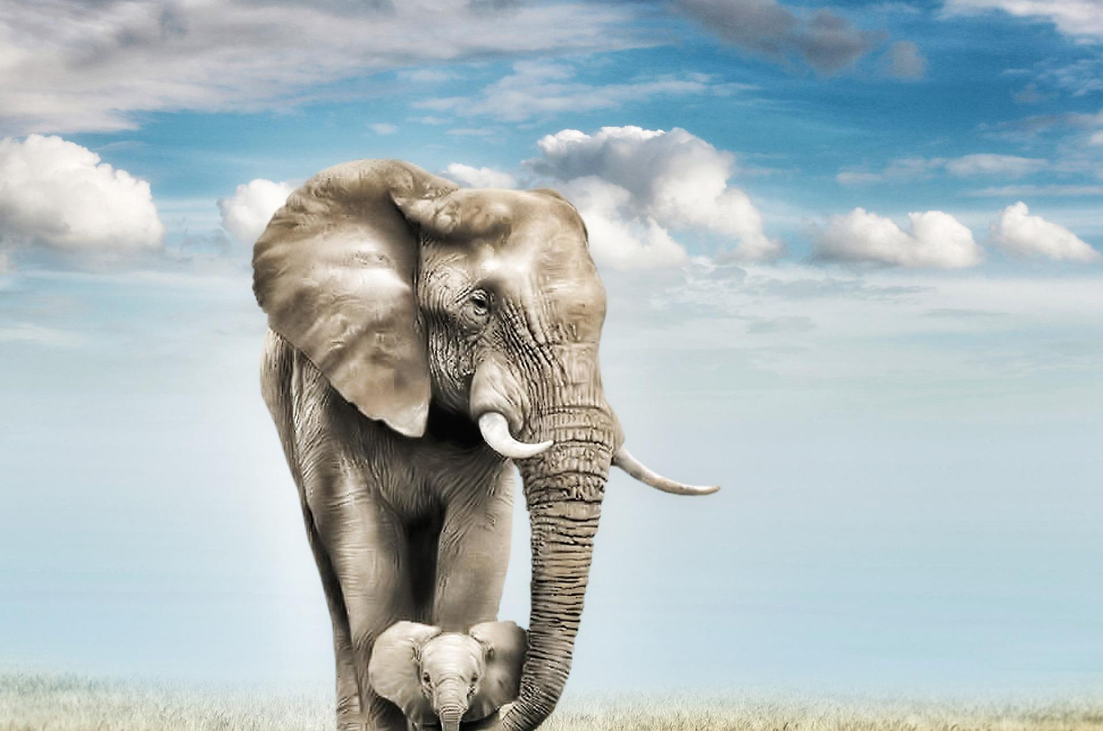 elephants-5558084_1920.jpg